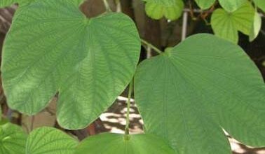 Photo of Cura della pianta Bauhinia natalensis o Bauhinia de Natal