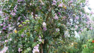 Photo of Cura della pianta Bauhinia variegata o orchidea