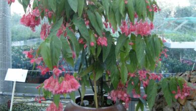 Photo of Cura della pianta Begonia corallina o Begonia tamaya