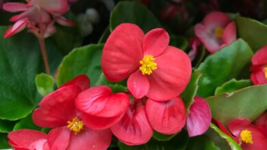 Photo of Cura della pianta Begonia elatior o Begonia de flor