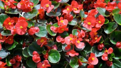 Photo of Cura della pianta Begonia grandis o Begonia robusta