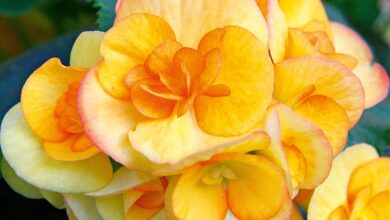 Photo of Cura della pianta Begonia x tuberhybrida o Begonia tuberosa