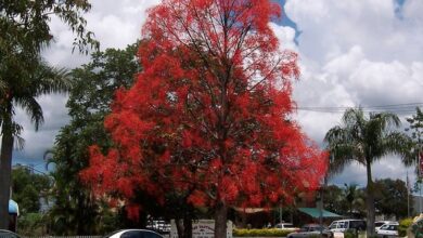 Photo of Cura della pianta Brachychiton acerifolius o Brachyte rossa