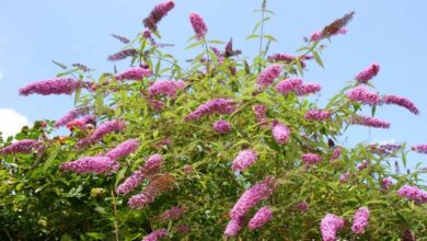 Photo of Cura della pianta Buddleja davidii o Budelia