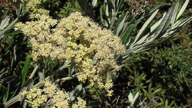 Photo of Cura della pianta Buddleja salviifolia o Budelia dal Sud Africa