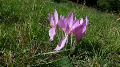 Photo of Cura della pianta bulbosa Colchicum o zafferano selvatico