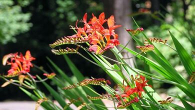 Photo of Cura della pianta bulbosa Crocosmia o Montbretia