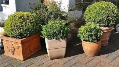 Photo of Cura della pianta Buxus sempervirens, Bosso o Boje