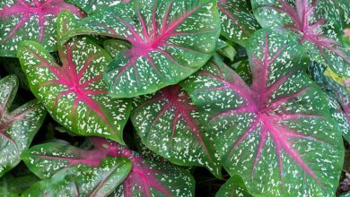 Photo of Cura della pianta Caladium bicolor, Capotillo o Caladio