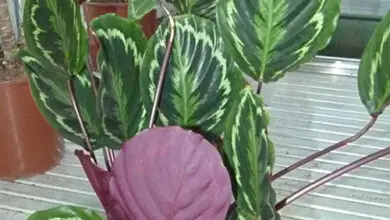 Photo of Cura della pianta Calathea crocata o Calatea