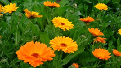 Photo of Cura della pianta Calendula officinalis, Calendula o Calendula o Calendula