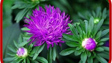 Photo of Cura della pianta Callistephus chinensis o Aster of China