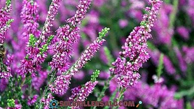 Photo of Cura della pianta Calluna vulgaris, Heather o Brecina