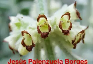 Photo of Cura della pianta Canarina canariensis, Canarina o Bicacaro