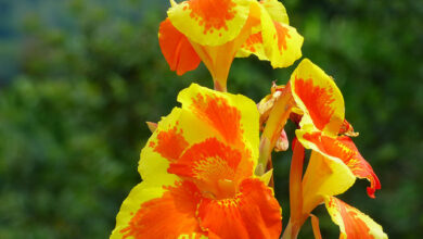 Photo of Cura della pianta Canna indica, Achira o Caña de Indias