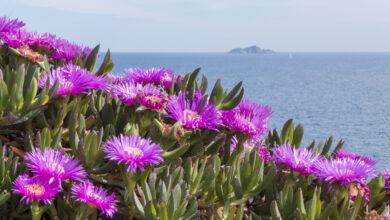 Photo of Cura della pianta Carpobrotus edulis o artiglio di gatto