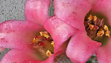 Photo of Cura della pianta Carruanthus ringens o Mesembryanthemum ringens
