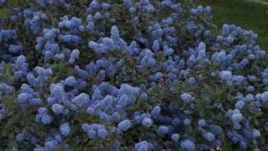 Photo of Cura della pianta Ceanothus arboreus