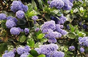 Photo of Cura della pianta Ceanothus thyrsiflorus o California Lilac