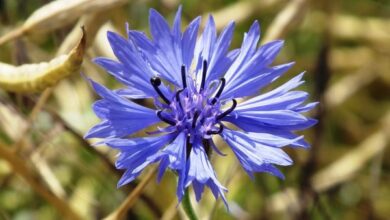 Photo of Cura della pianta Centaurea cyanus, Aciano o Azulejo