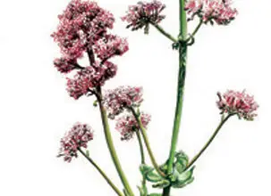 Photo of Cura della pianta Centranthus ruber, Milamores o rosso Valeriana