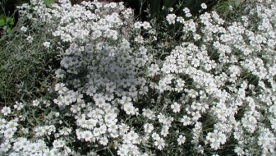 Photo of Cura della pianta Cerastium tomentosum o Cerastio