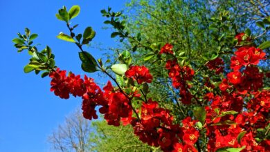 Photo of Cura della pianta Chaenomeles japonica o cotogna giapponese