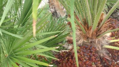 Photo of Cura della pianta Chamaerops humilis o Cuore di palma