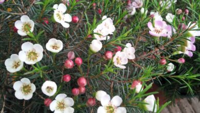 Photo of Cura della pianta Chamelaucium uncinatum o Waxflower