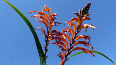Photo of Cura della pianta Chasmanthe floribunda o giglio Cobra