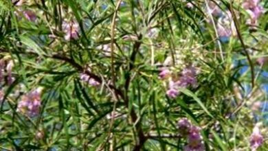 Photo of Cura della pianta Chilopsis linearis o Salice del deserto