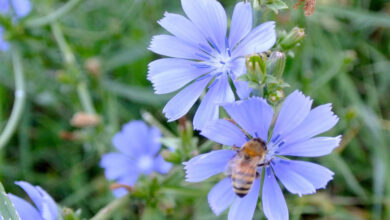 Photo of Cura della pianta Cichorium intybus o Cicoria