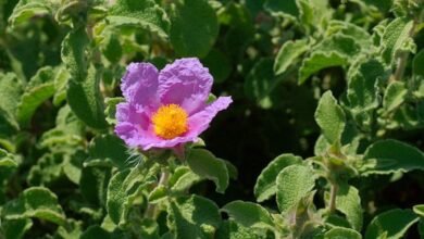 Photo of Cura della pianta Cistus creticus o Cisto maschio