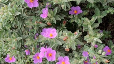 Photo of Cura della pianta Cistus monspeliensis o Giaguaro nero