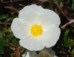 Photo of Cura della pianta Cistus parviflorus o Cistus cymosus