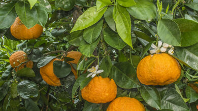 Photo of Cura della pianta Citrus aurantium o arancio amaro