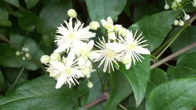 Photo of Cura della pianta Clematis vitalba o Hedge Clematis