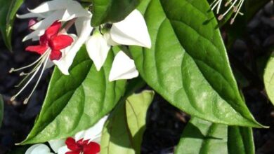 Photo of Cura della pianta Clerodendrum x speciosum o Clerodendron