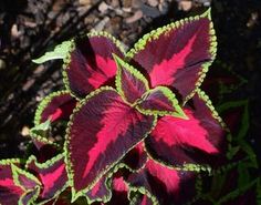 Photo of Cura della pianta Coleus blumei, Cóleo o Cretona