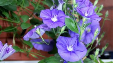 Photo of Cura della pianta Convolvulus sabatius o campanula blu