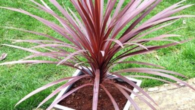 Photo of Cura della pianta Cordyline australis, Cordilina o Dracena