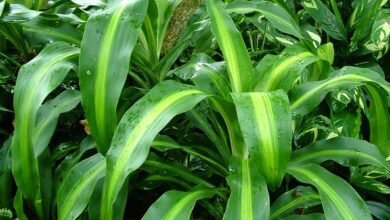 Photo of Cura della pianta Cordyline fruticosa, Dracena o Polinesia