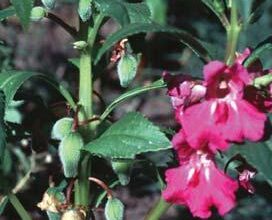 Photo of Cura della pianta Coronilla valentina o Carolina de jardín