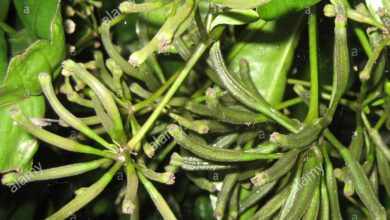 Photo of Cura della pianta Corynocarpus laevigatus o alloro della Nuova Zelanda