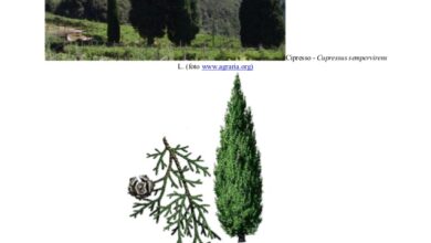 Photo of Cura della pianta Cupressus sargentii o Cipresso Sargent