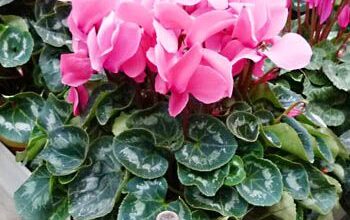 Photo of Cura della pianta Cyclamen persicum o Ciclamen