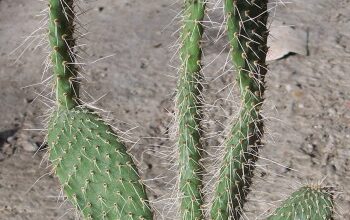 Photo of Cura della pianta Cylindropuntia tunicata o Abrojo