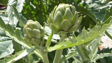 Photo of Cura della pianta Cynara scolymus o Carciofo