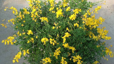 Photo of Cura della pianta Cytisus racemosus, Citiso o Hiniesta