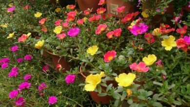 Photo of Cura della pianta da fiore Portulaca, Purslane o Seta